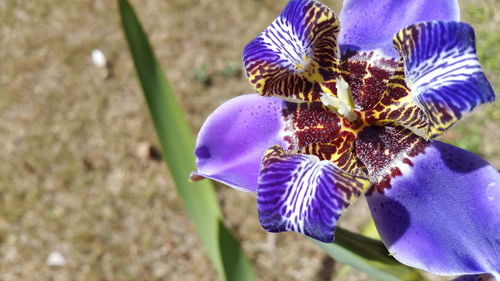 Close-up of purple iris blooming outdoors