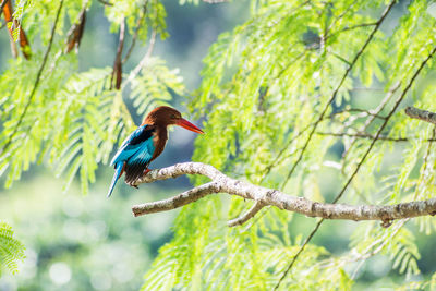 Bird perching on a branch