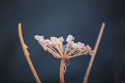 Close-up of snow on plant