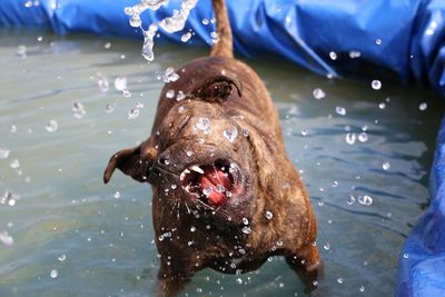 Dog swimming in water