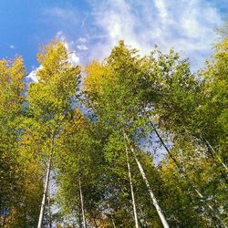 Low angle view of trees against sky