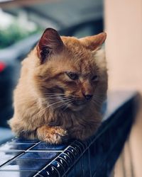 Close-up of a cat looking away