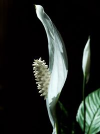 Close-up of white flower blooming against black background