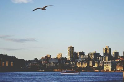 Birds flying over city