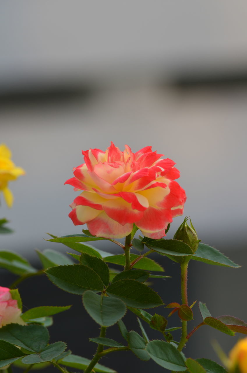 CLOSE-UP OF PINK FLOWER AGAINST BLURRED BACKGROUND