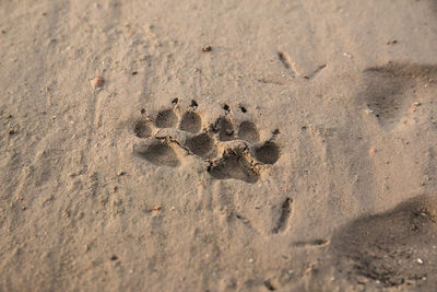 High angle view of footprints on sand