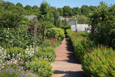 Footpath amidst flowering plants and trees