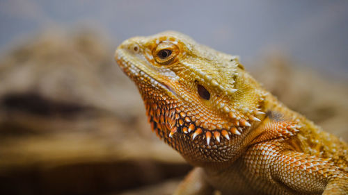 Close-up of a lizard