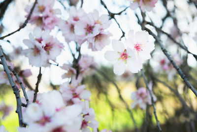 Close-up of white cherry blossom