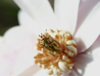 Close-up of white flower