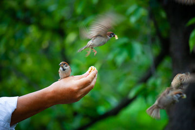 Man feeding bird