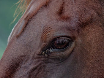 Close-up of horse eye