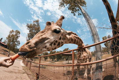 Human hand feeding against sky in zoo