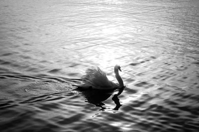 Swan swimming on lake