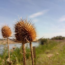 Close-up of dandelion against sky