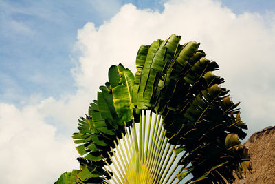 Close-up of fresh green leaf against sky