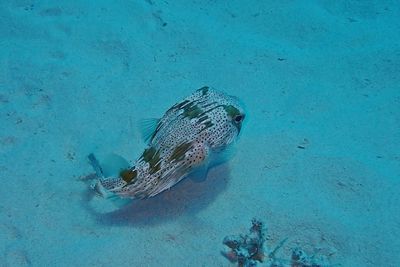 High angle view of fishes swimming in sea