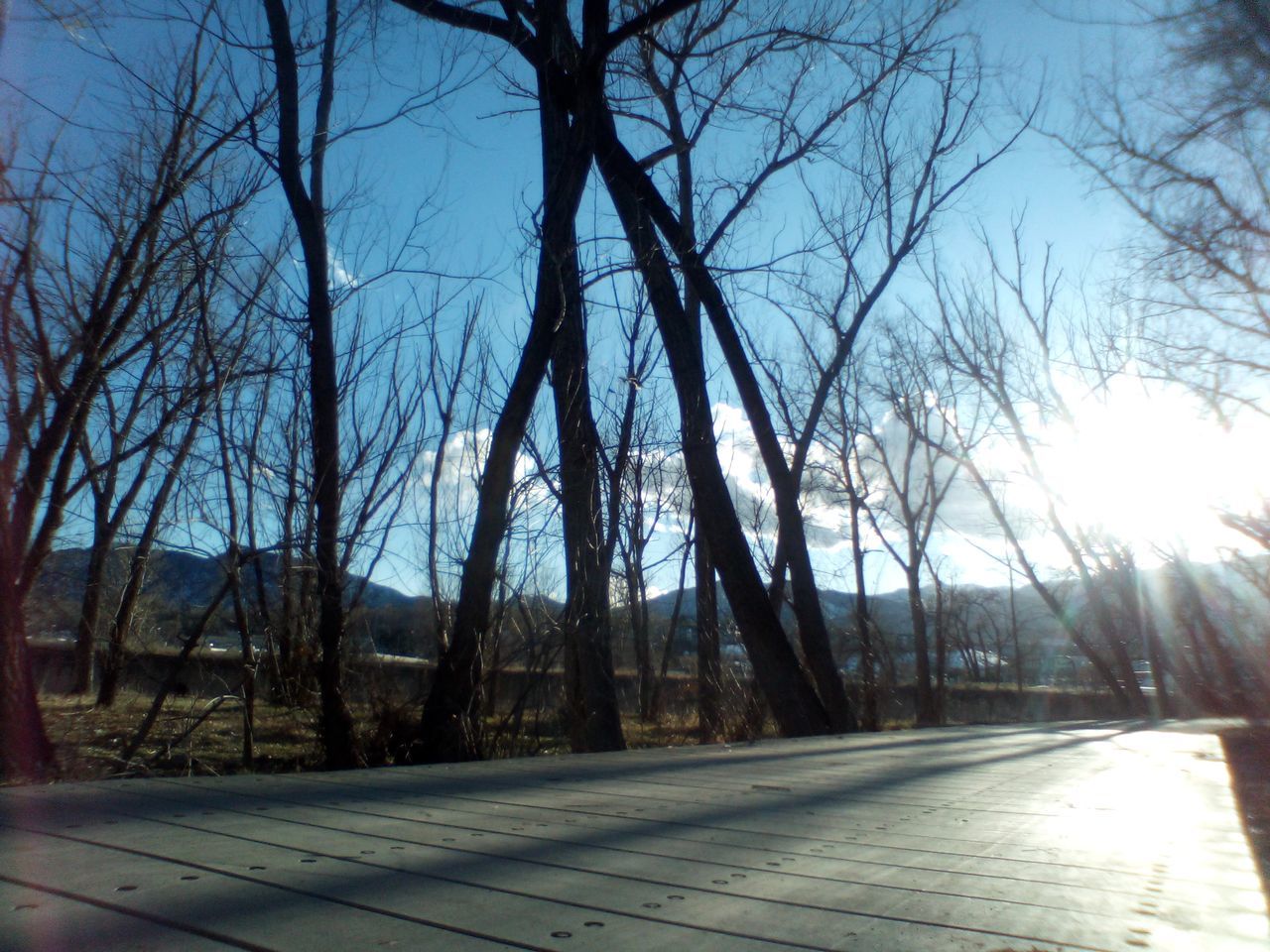 tree, bare tree, sky, plant, nature, sunlight, winter, morning, no people, transportation, tranquility, branch, day, road, the way forward, outdoors, tree trunk, trunk, footpath, light, tranquil scene, beauty in nature, architecture, clear sky, city, scenics - nature, shadow, street, diminishing perspective