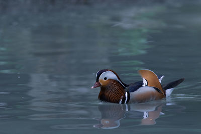 Duck swimming in lake