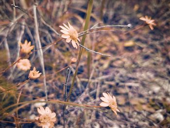 Close-up of flowers on field