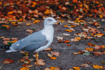 High angle view of seagull perching on a land