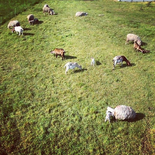 grass, animal themes, field, grassy, domestic animals, mammal, livestock, high angle view, green color, sheep, nature, two animals, relaxation, bird, landscape, medium group of animals, grazing, wildlife, cow