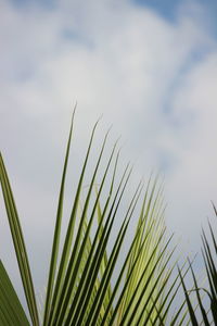 Low angle view of palm tree against sky