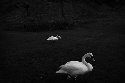Swan on a field