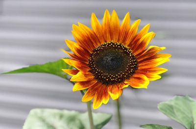 Close-up of sunflower