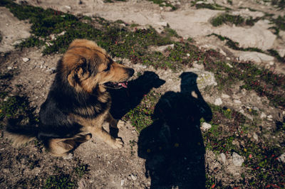 animal