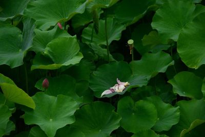 Close-up of flowers blooming on plant