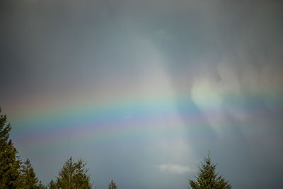 Low angle view of rainbow over trees against sky