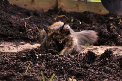 Close-up of cat in dirt