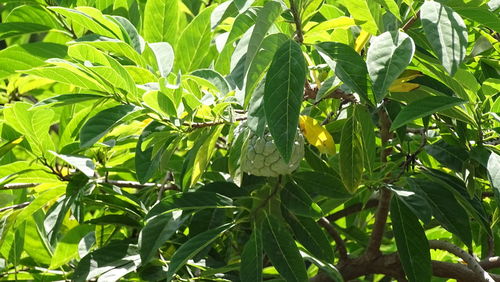 Close-up of insect on plant