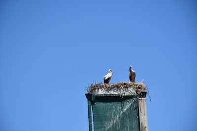 Low angle view of birds perching against clear blue sky