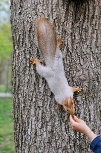 Close-up of squirrel on tree trunk