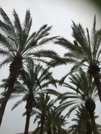 Low angle view of palm trees against sky