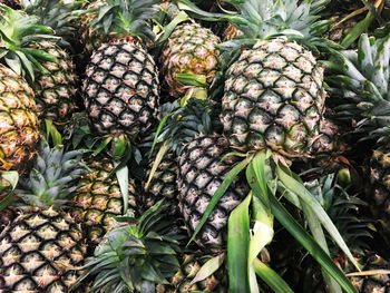 Close-up of fruits growing on plant