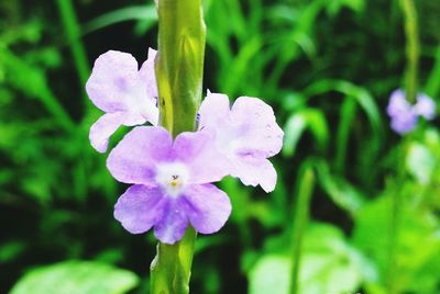 Close-up of flower blooming outdoors