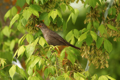 Bird perching on a tree