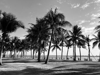 Palm trees on beach against sky