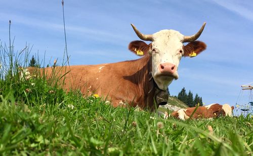 Cow in a field