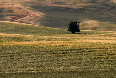Scenic view of agricultural field
