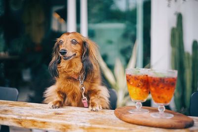 View of a dog sitting on table