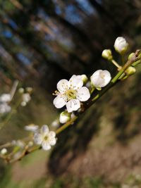 Close-up of white cherry blossoms