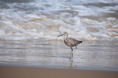 Seagull perching on a shore