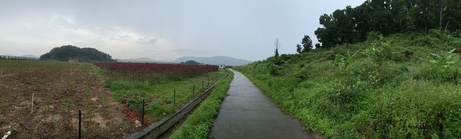 Panoramic shot of road along trees