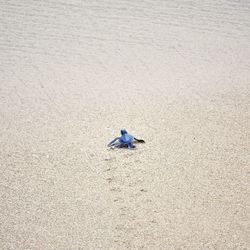 High angle view of bird on beach