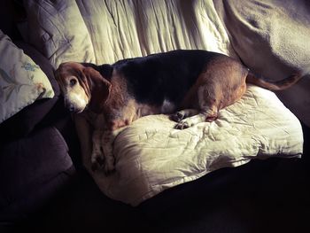 High angle view of dog sleeping on sofa