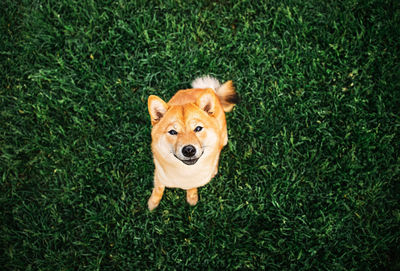 High angle portrait of dog on grass